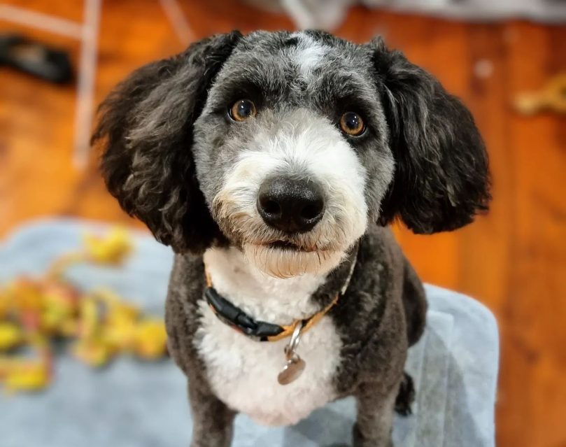 Taking Care for your Bordoodle