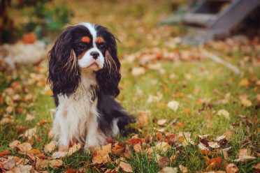 Cavalier King Charles Spaniel