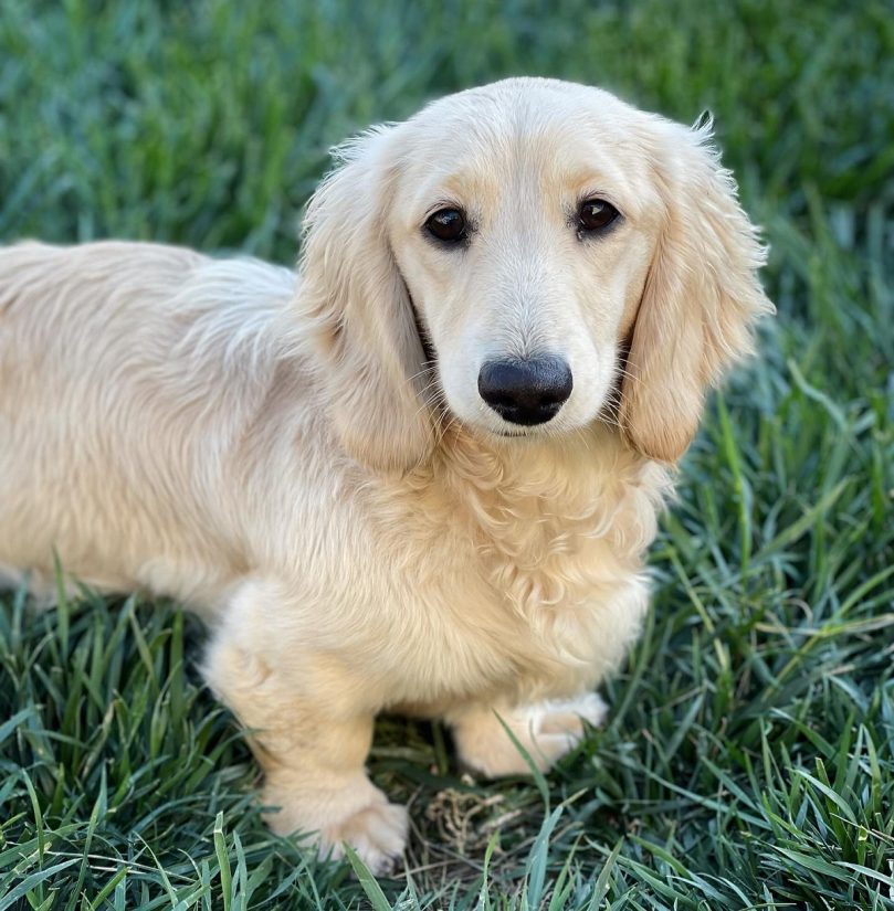 Clear Cream Dachshund