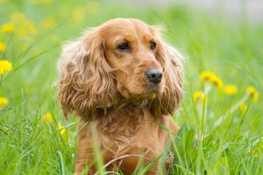 Cocker Spaniel: Parent 1 for Cockapoo