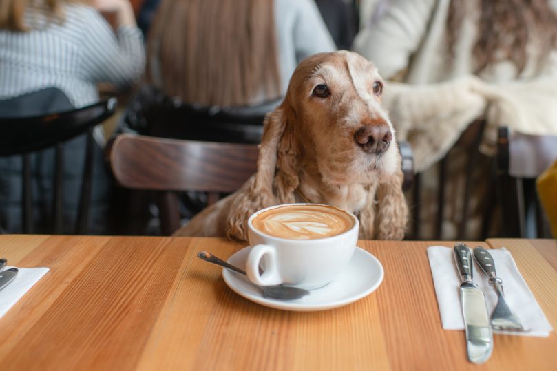 Coffee names for dogs