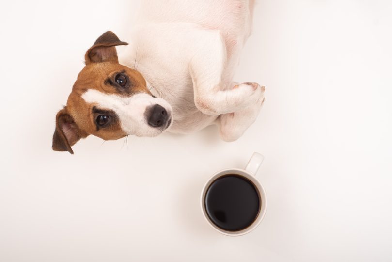 Cool coffee-inspired dog names