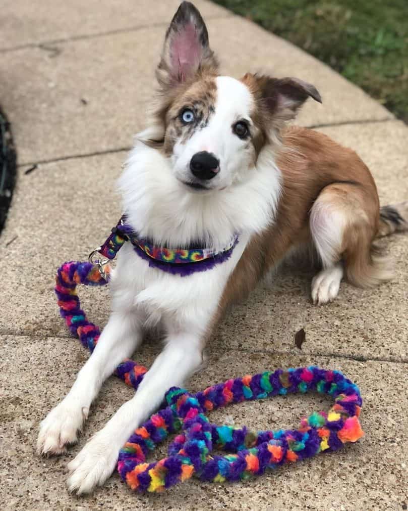 a cute sable merle Border Collie with a colorful leash sitting on a walk path