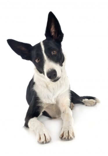 cute black and white smooth coated Border Collie