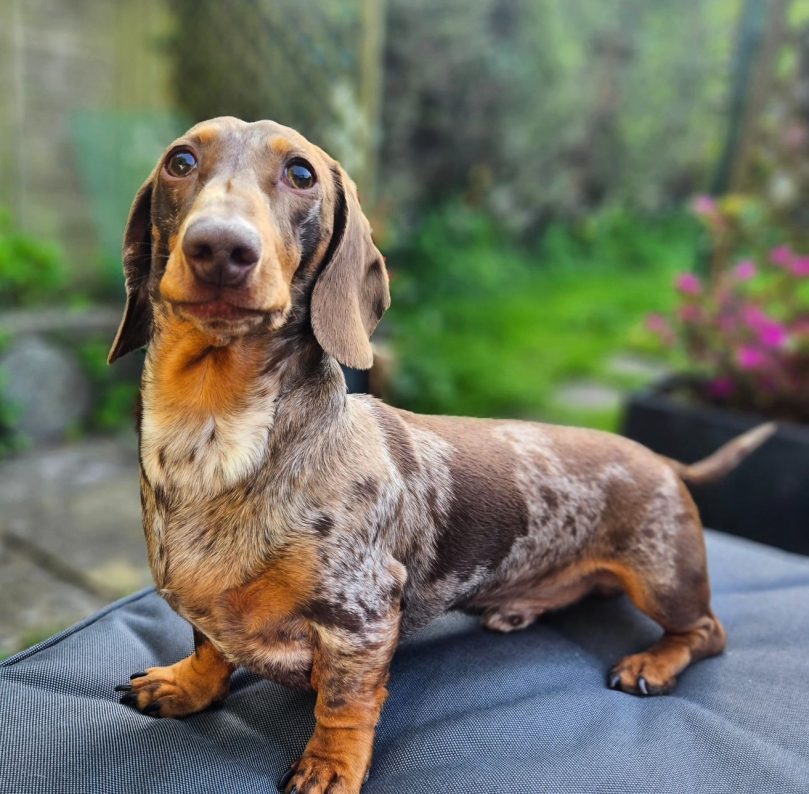 Dapple Dachshund Appearance