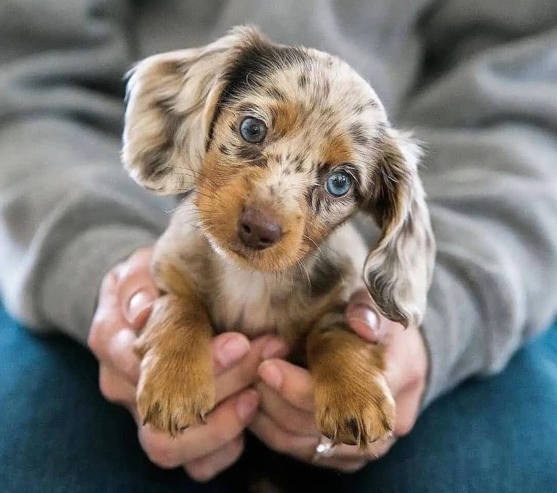 How to Care for your Dapple Dachshund