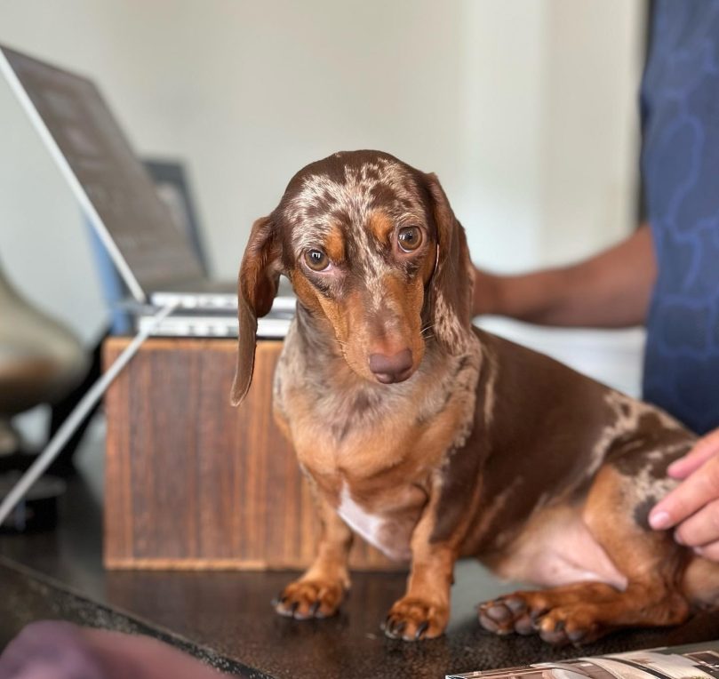 Dapple Dachshund Temperament