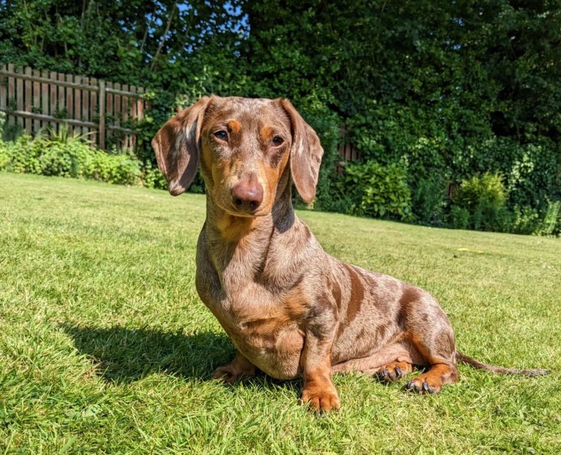 Dapple Dachshund History and Origin