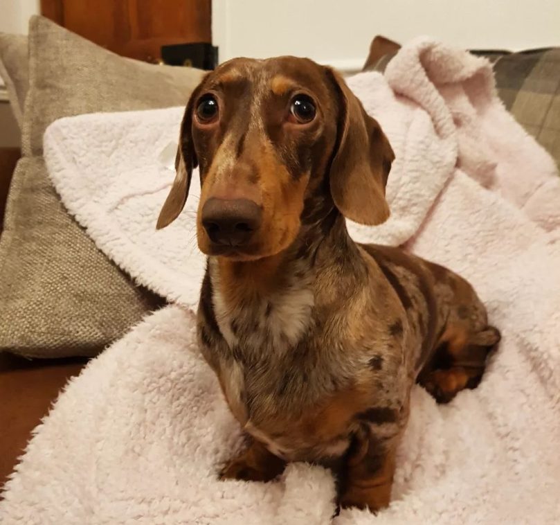 Dapple Dachshund Lifespan