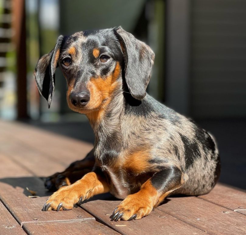 Dapple Dachshund Puppy Price