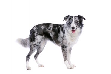 Blue Merle Border Collie adult standing with a white background
