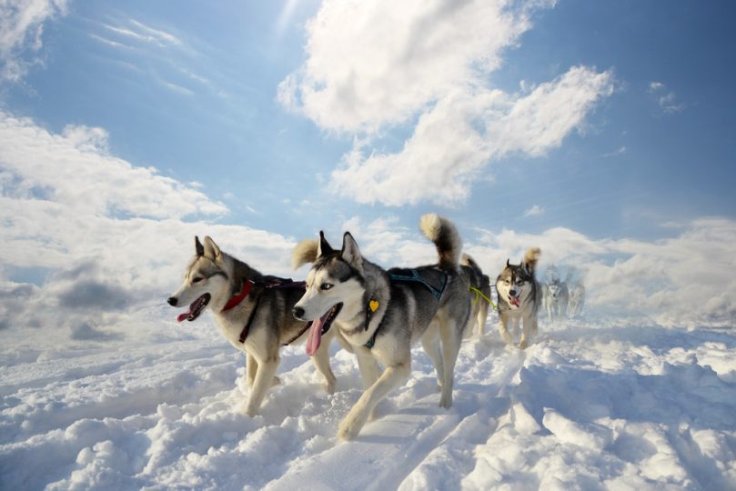 The Siberian Huskies