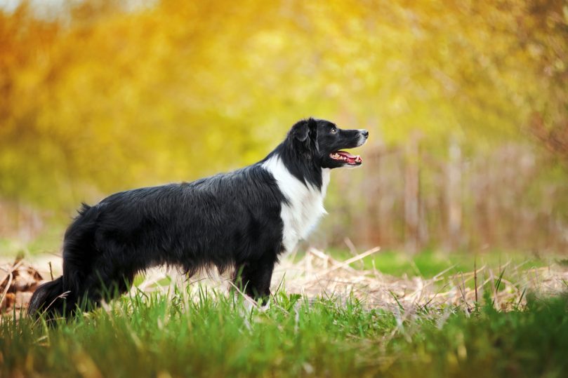 The Border Collie