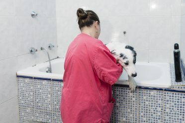 A Border Collie getting a deshedding bath
