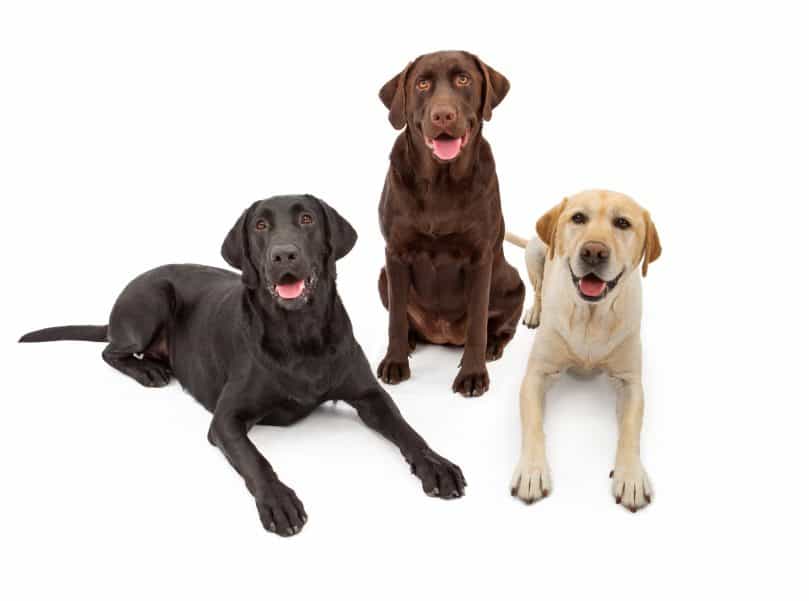 Three Labrador Retrievers - a black, chocolate, and yellow Lab
