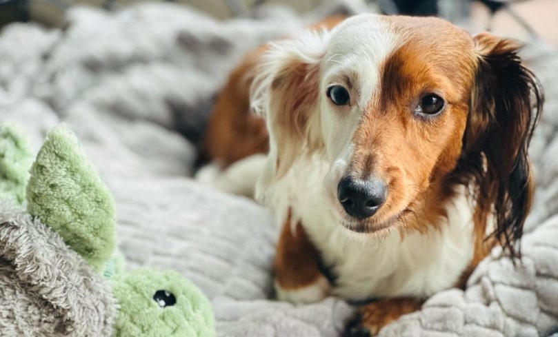 Double Dapple Dachshund