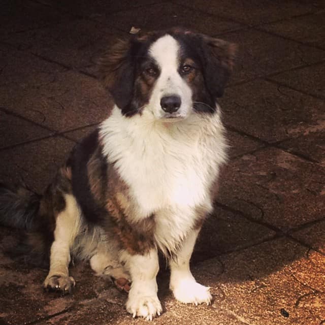 tricolor Border Collie with dwarfism