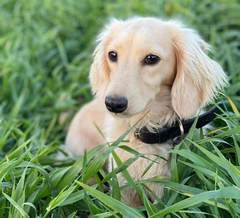 English Cream Dachshund Dog Breed Guide