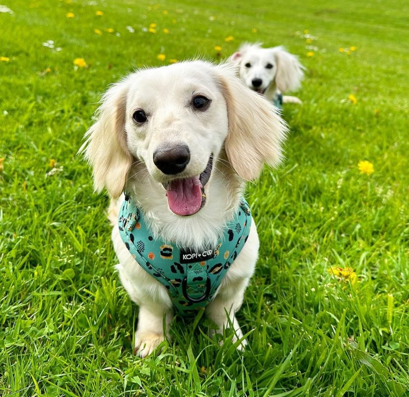 English Cream Dachshund appearance