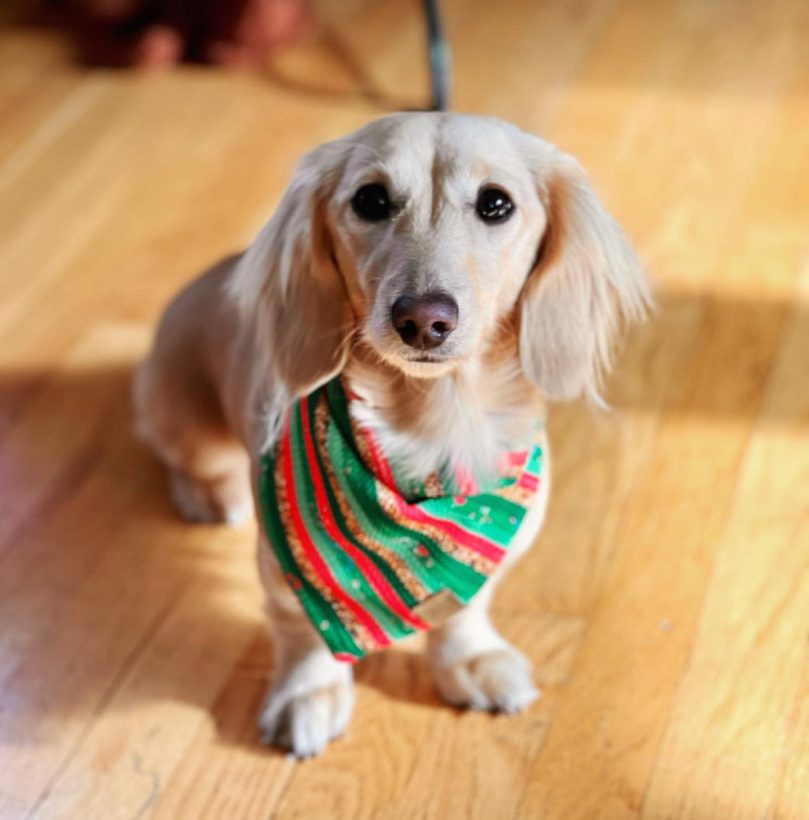 FAQ about English Cream Dachshunds