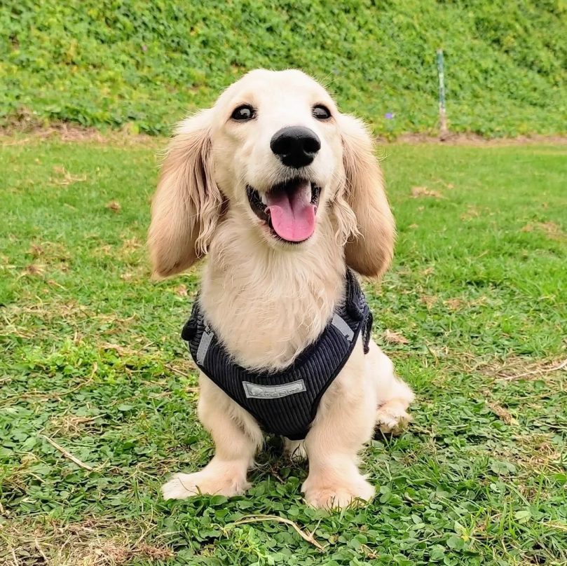 English Cream for adoption