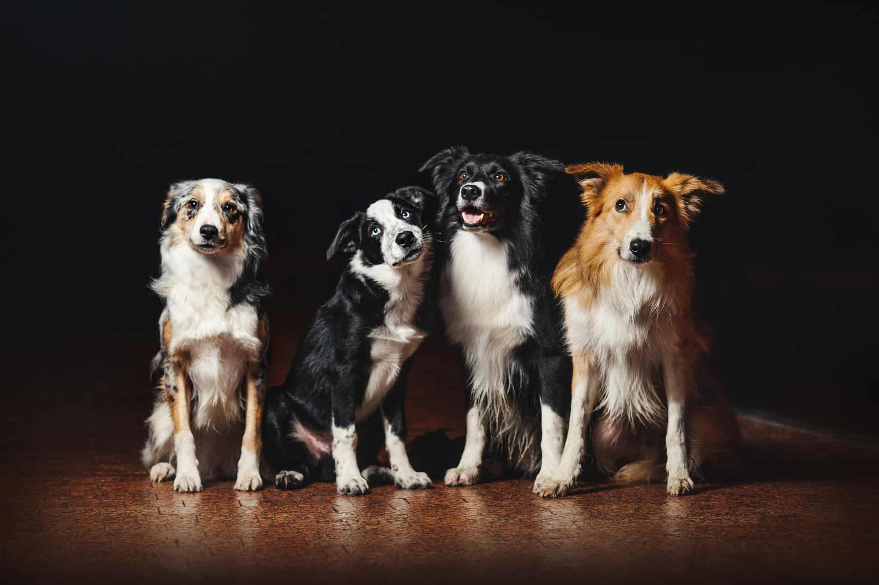 4 Border Collie adults