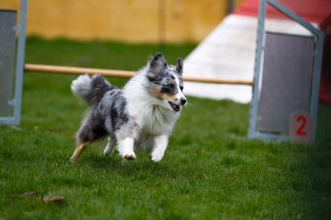 Full-grown tricolor merle Border Collie in an agility competition