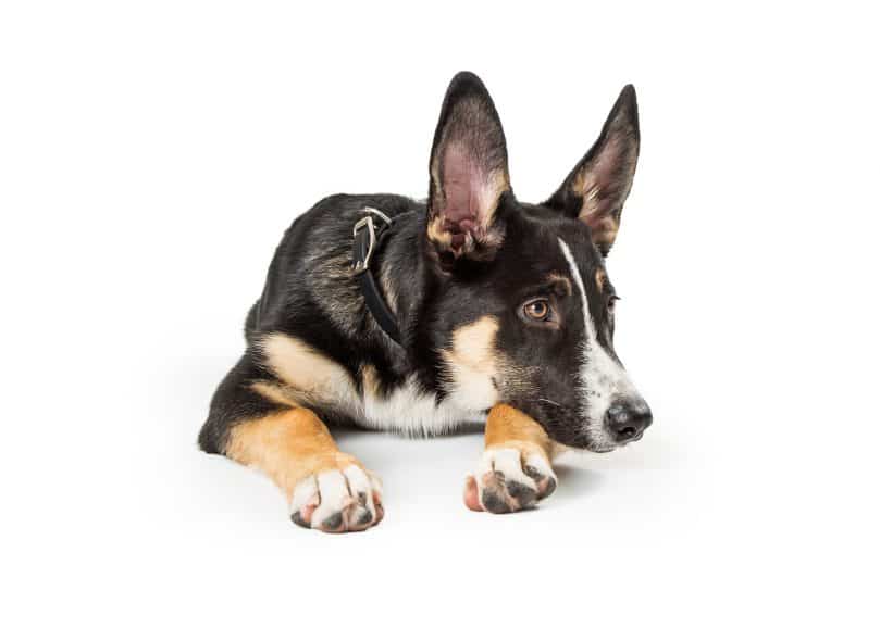 Cute German Shepherd Border Collie mix dog lying down resting head and looking off to side