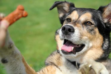 A cute German Shepherd Border Collie Mix Breed Dog is jumping up for a treat.