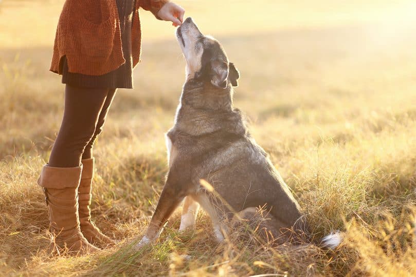 German Shepherd and Border Collie mix reaching up to its owner.