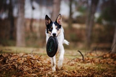 A tricolored German Shepherd Collie mix puppy carrying a frisbee