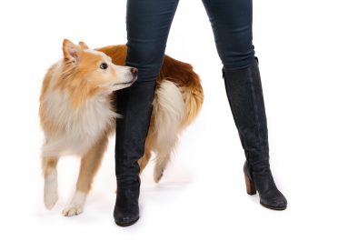 Gold and white Border Collie going around its owner's leg