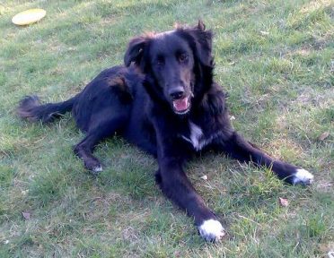 A Border Collie and Golden Retriever mix on the grass