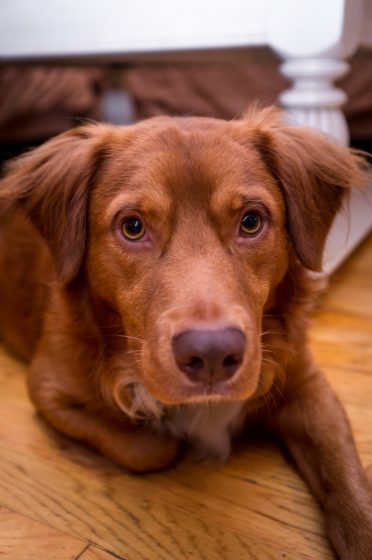 a close-up photo of a Golden Retriever Border Collie mix