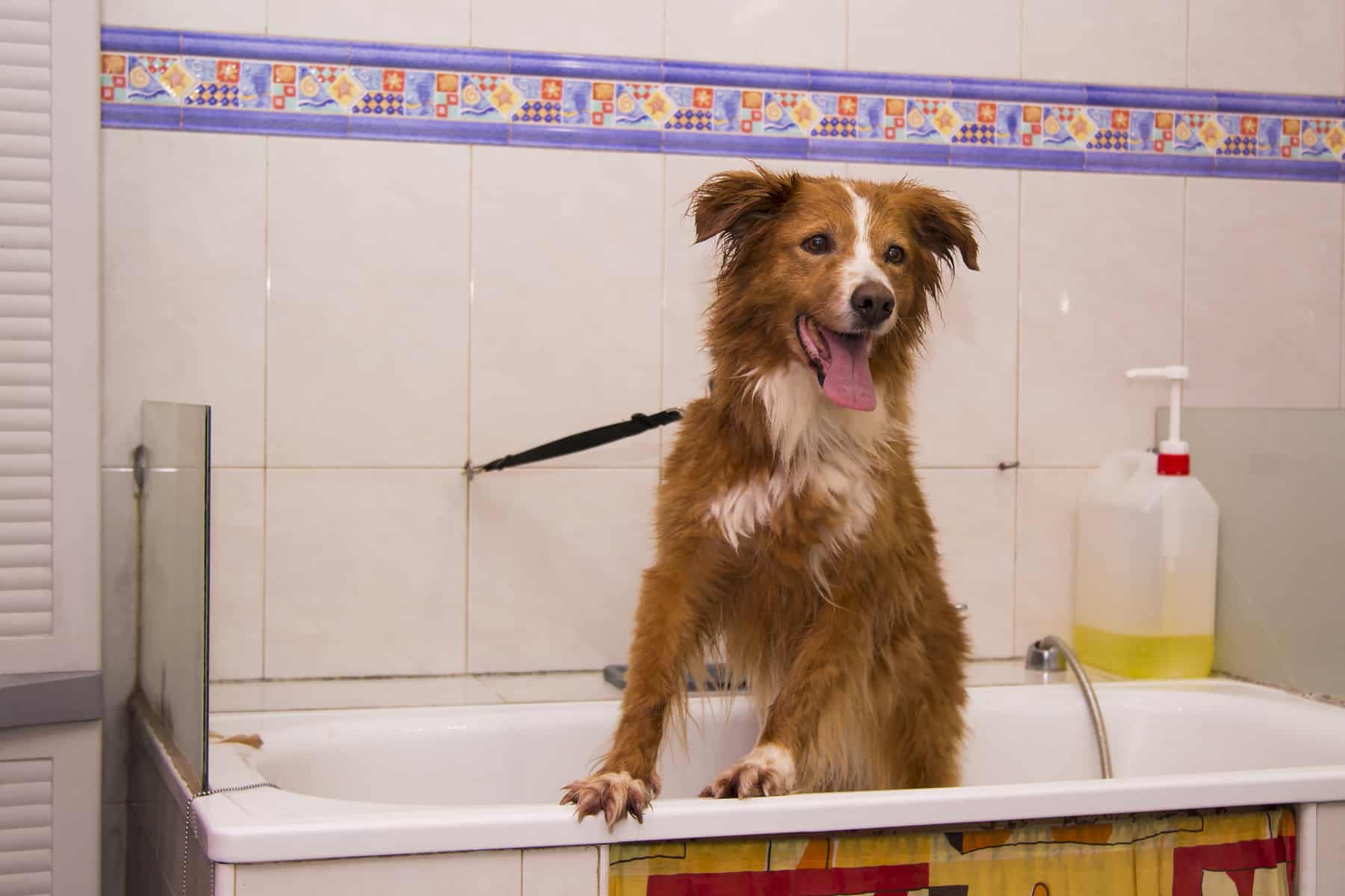 Grooming a Border Collie