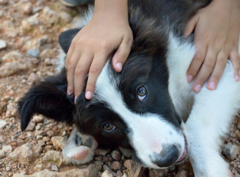 close-up photo of a person's hand petting a black and white Border Collie puppy