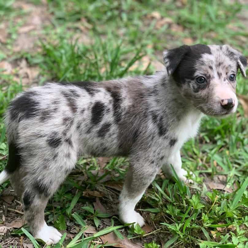 a full body picture of a harlequin merle Border Collie puppy