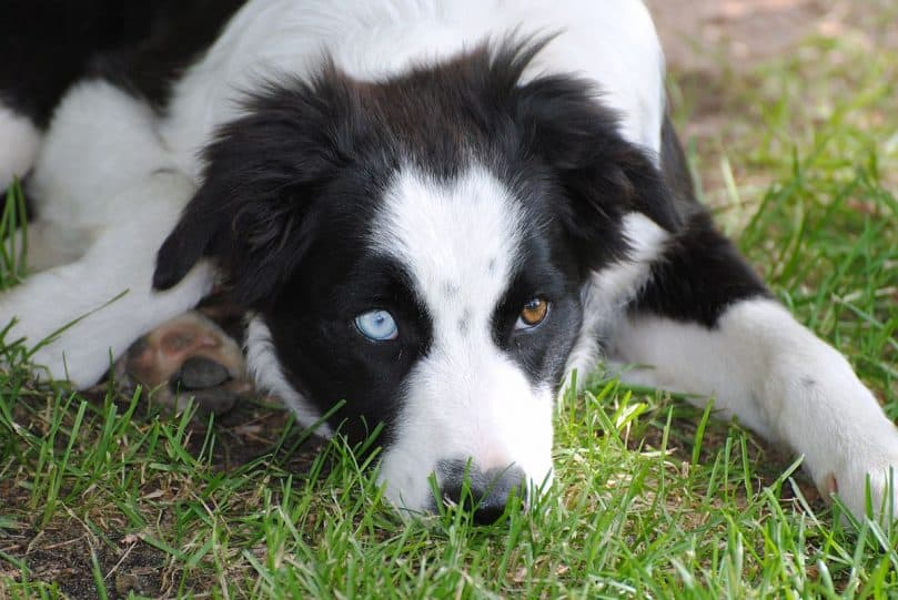 a heterochromic Border Aussie on a grass