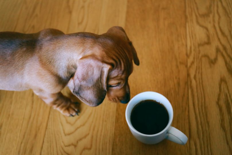 How to choose a coffee name for your dog