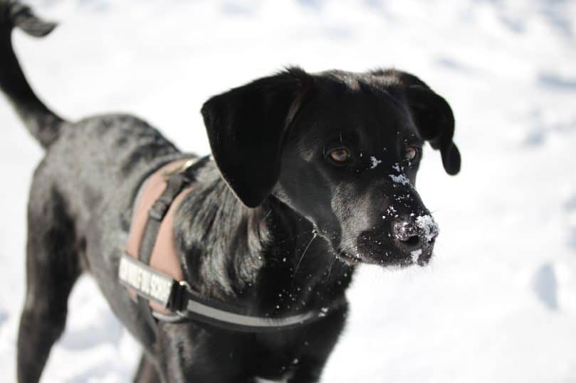 a black Border Collie Lab mix in the snow