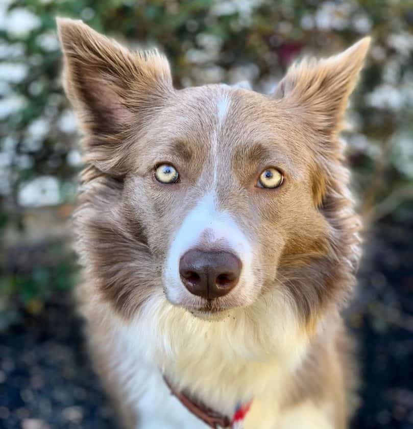 a close-up photo of a lilac Border Collie