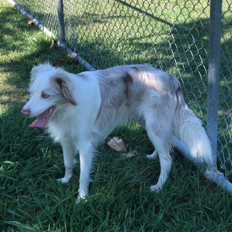 an adult lilac merle Border Collie standing on the grass