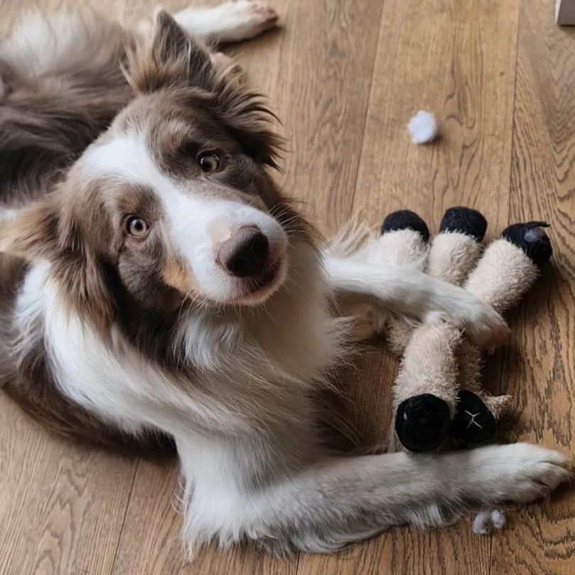 Names for unique Border Collies