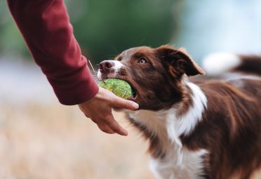 red and white Border Collie playing fetch with its owner , returning the ball