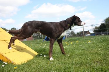a red and white smooth coated Border Collie on an agility course