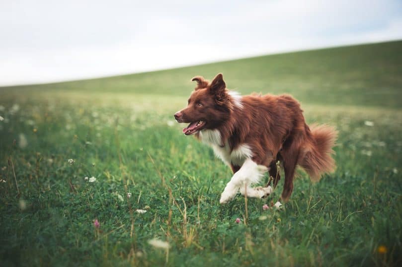 Border Collie with red and white-colored coat in a meadow