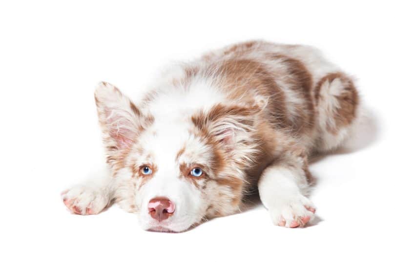 a red merle Border Collie puppy on a white background