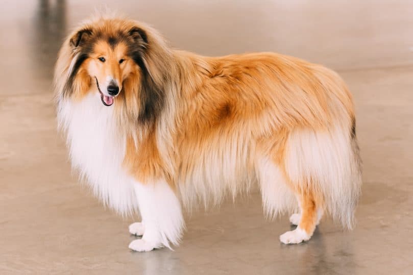 Full-body picture of a red rough Collie dog