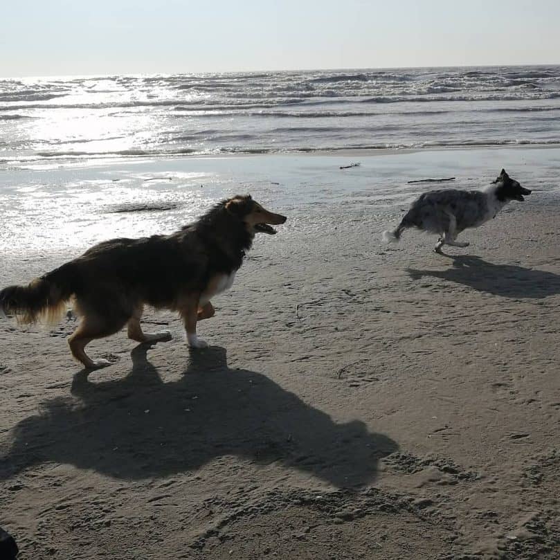 A Rough Collie and blue merle Border Collie running at the beach