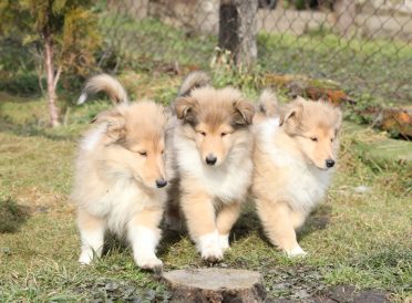 Group of Scotch Collie puppies running together in the garden